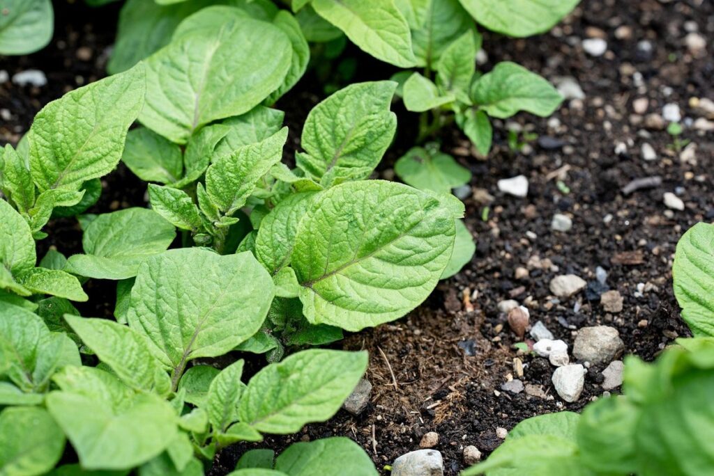 sweet potato cultivation