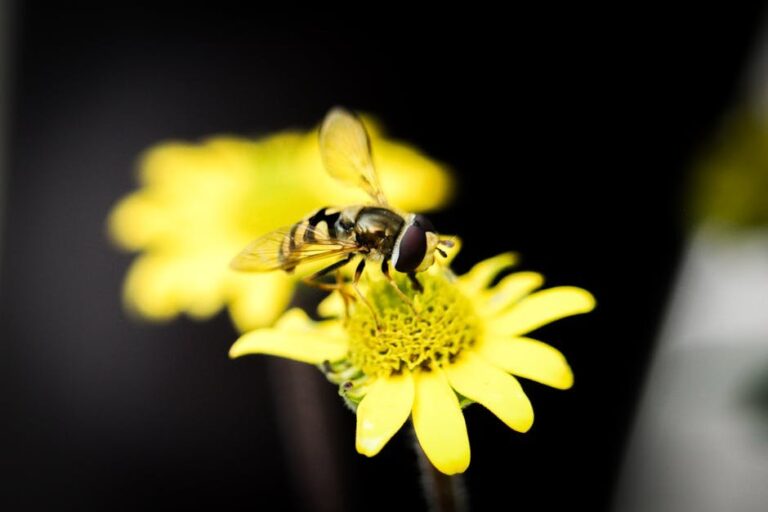 syrphid flies in gardens