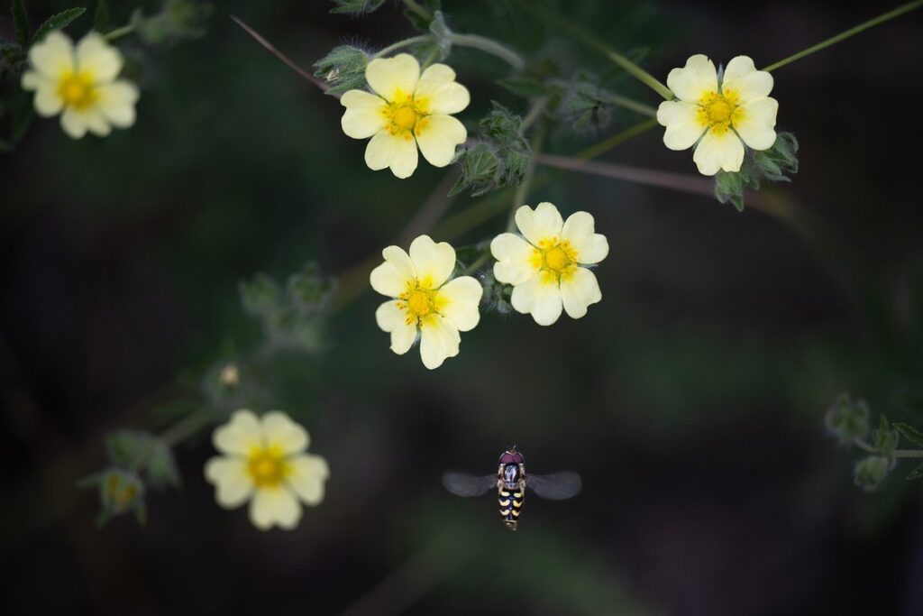 syrphid fly
