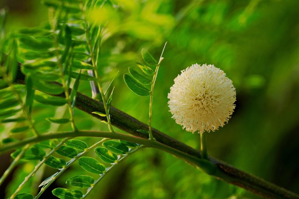 growing tamarind trees for homemade puree