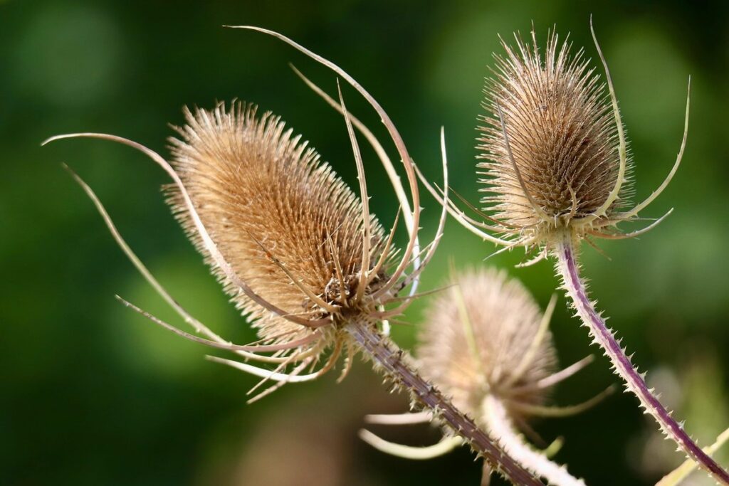 teasel dipsacus fullonum