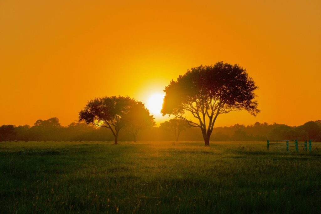 trees that grow fast in texas