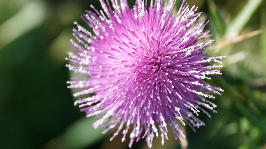 thistle scotch