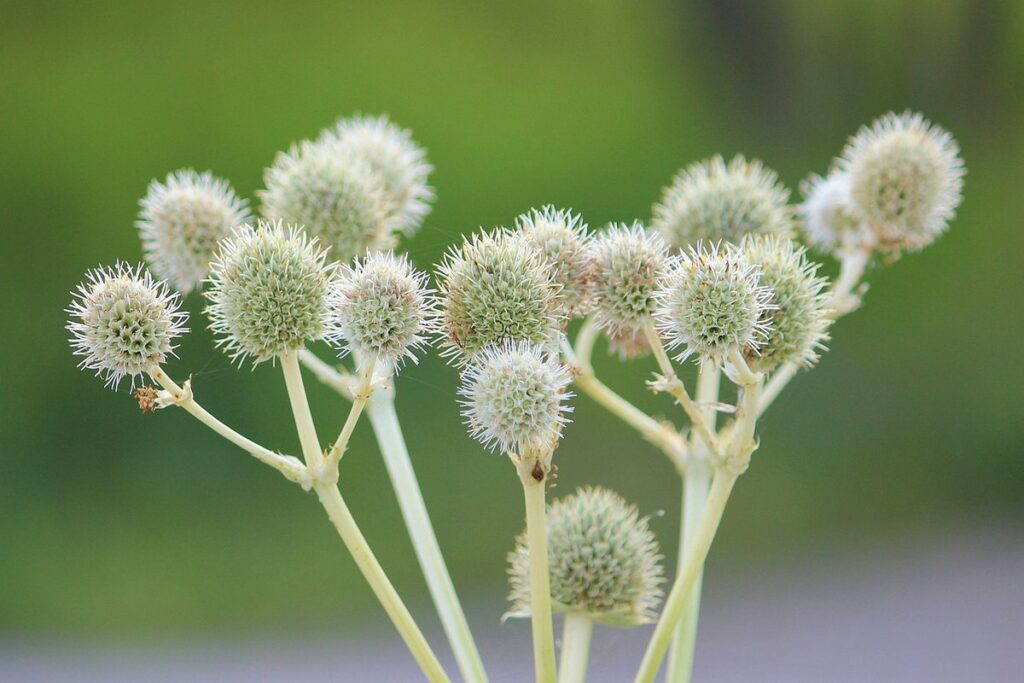 datura stramonium thorn apple
