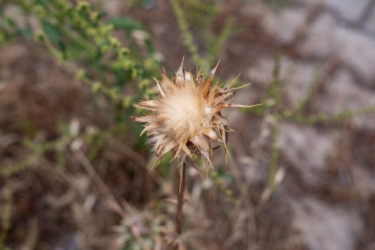 thorn apple weed control