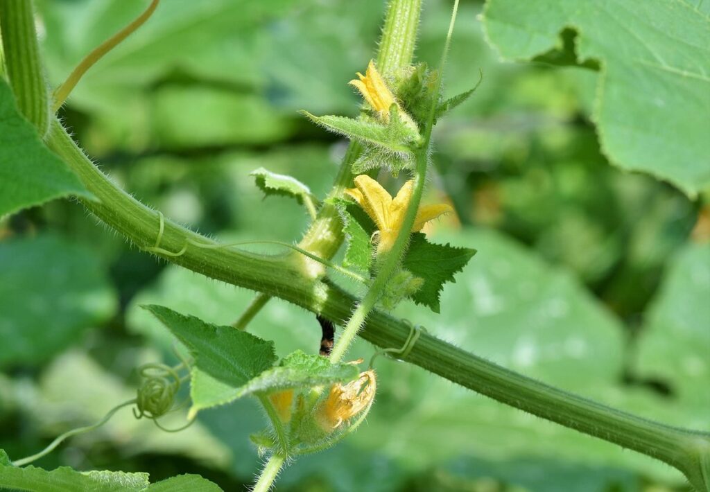Tomato blossom end rot