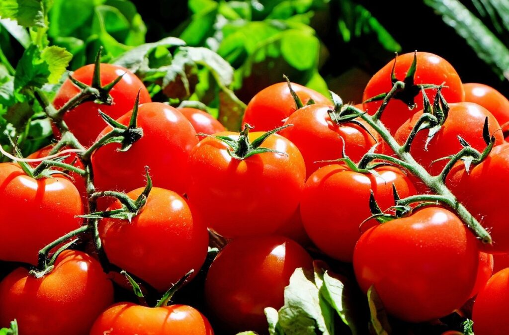 tomato farming