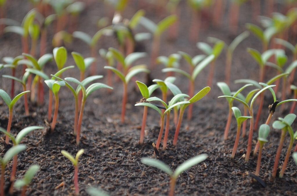 how to germinate tomato seeds