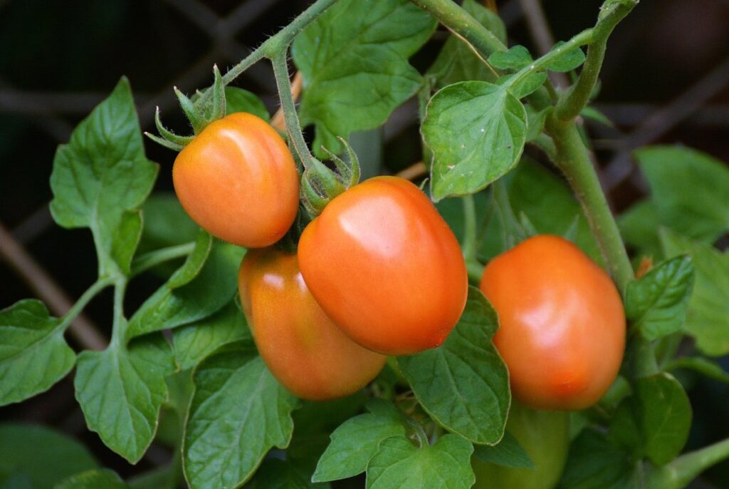 tomato growing tips