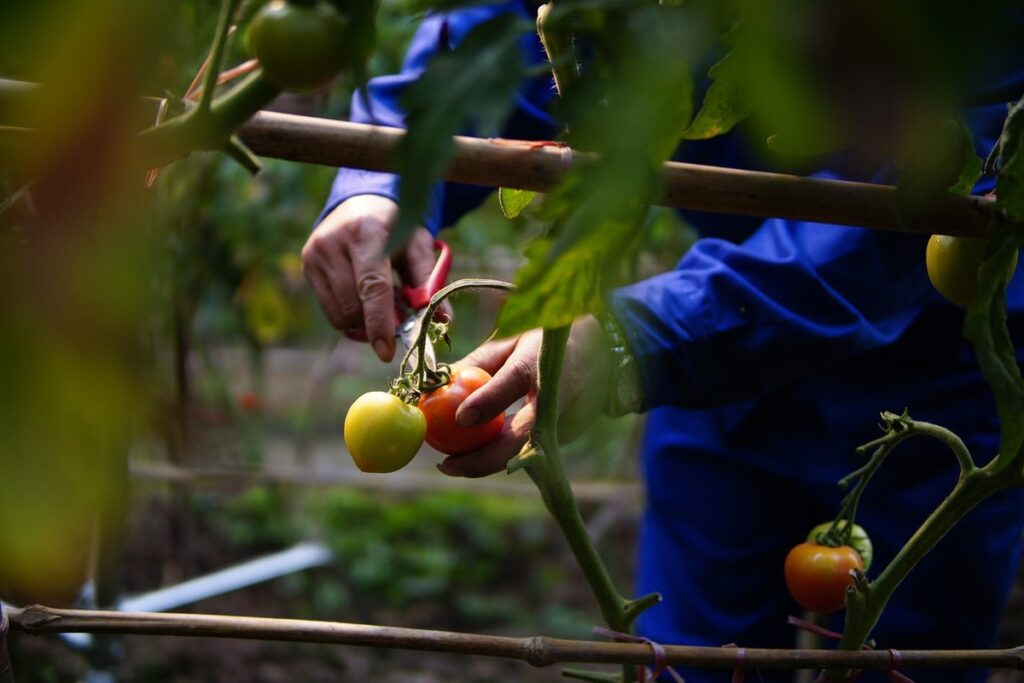 how to harvest tomato plants