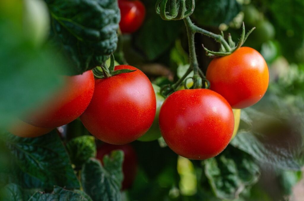 tomato yellow leaf curl virus