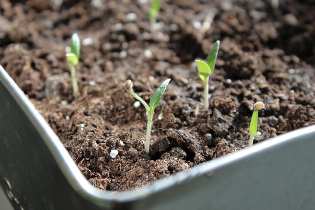 how to grow tomatoes from a tomato