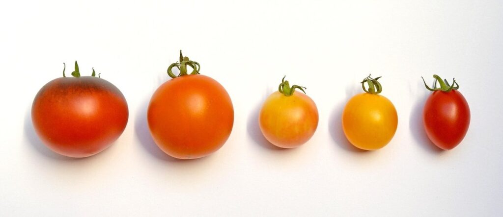 determinate or indeterminate tomatoes