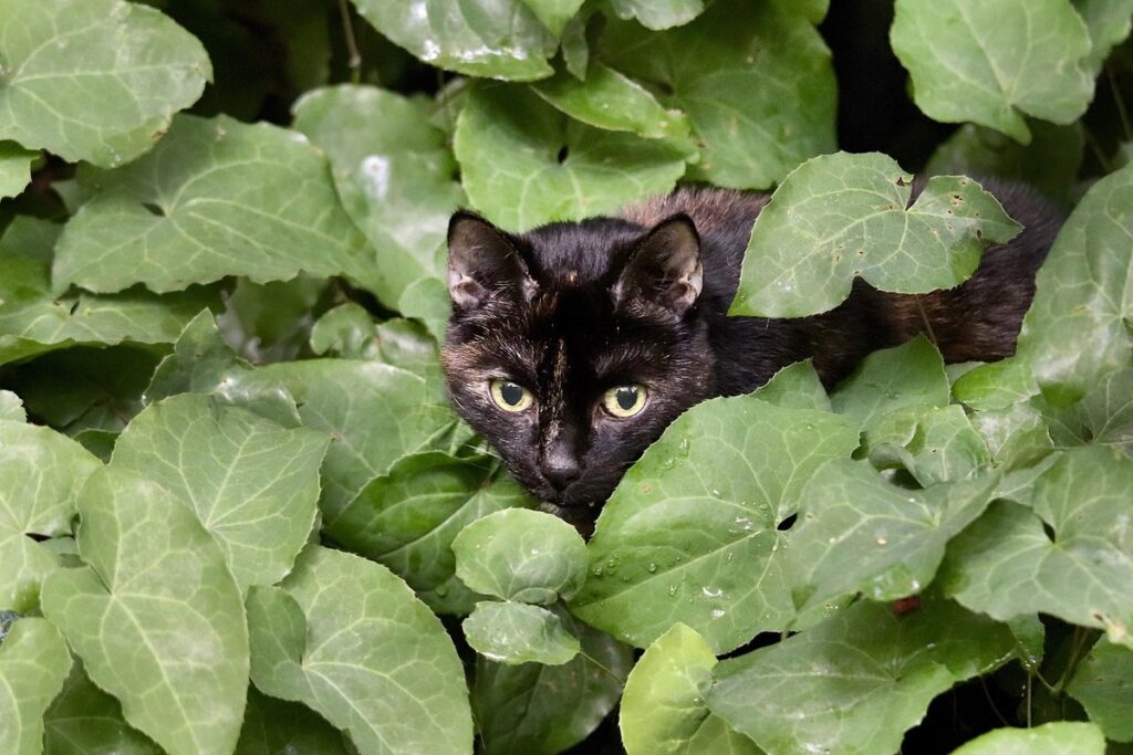 toxic flowers to cats in gardens