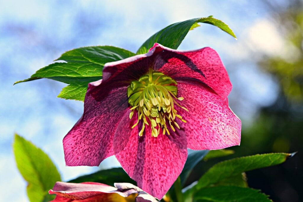 flowers that are toxic to cats in gardens