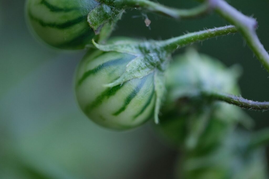 what plants are toxic to cats in gardens