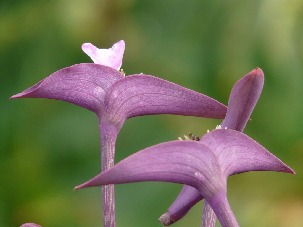 tradescantia pallida care