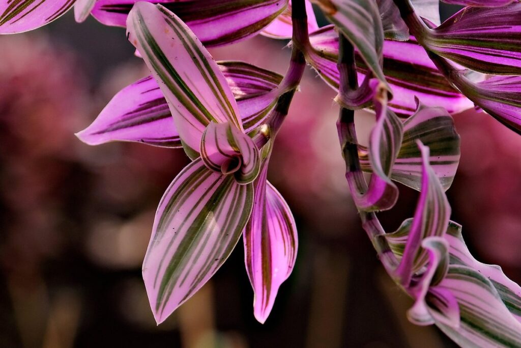 tradescantia purpurea care