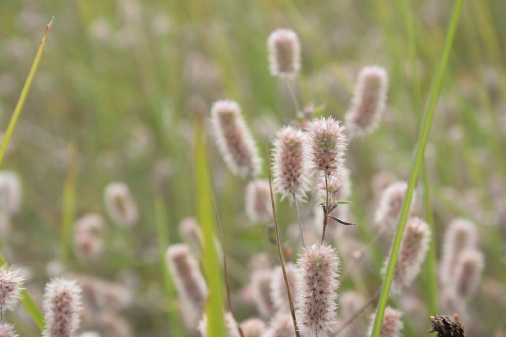 trifolium arvense