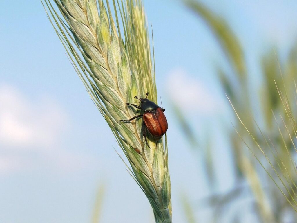 triticale plant
