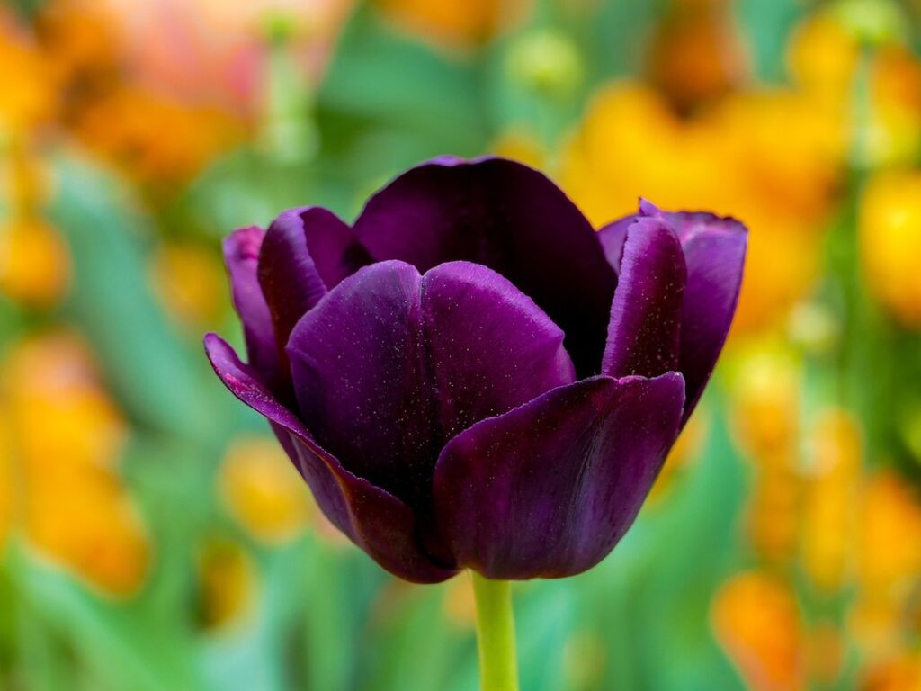tulip companion plants