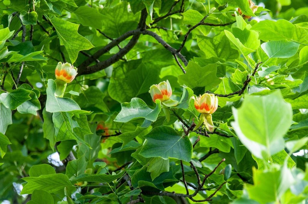 growing tulip poplar trees for bee gardens