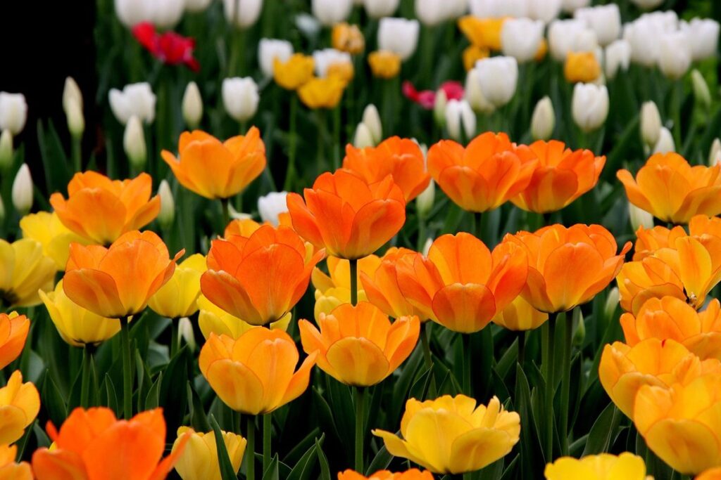 tulip trees in bloom