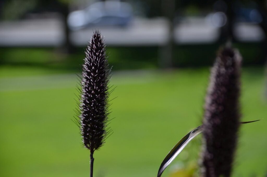 tussock grass