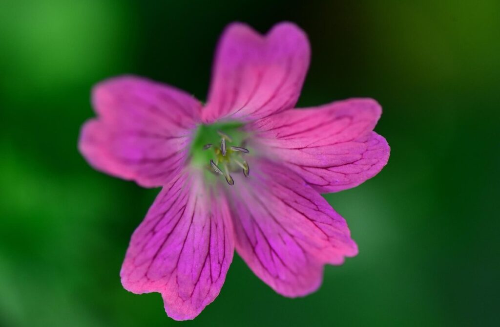 unique plant varieties for ornamental gardens