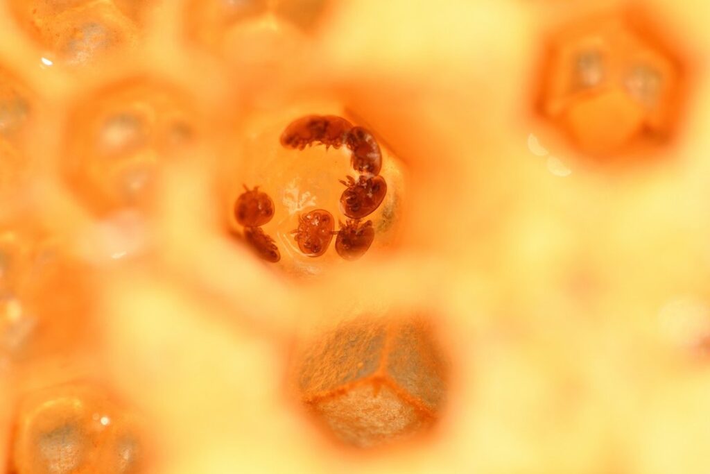 varroa mite in bees