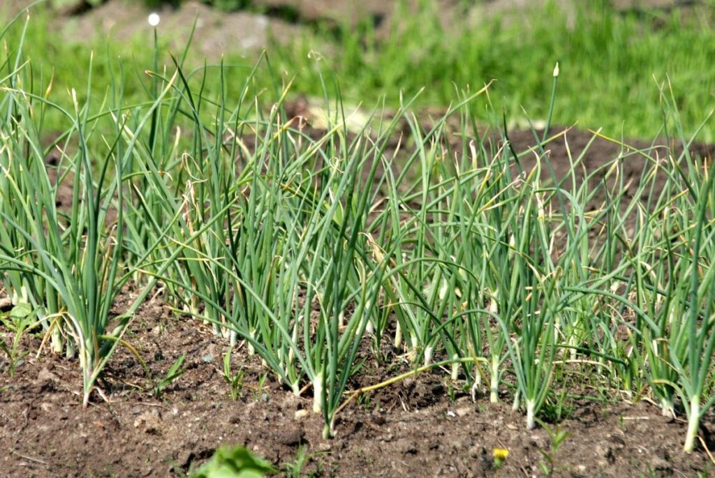 garden bed for vegetables