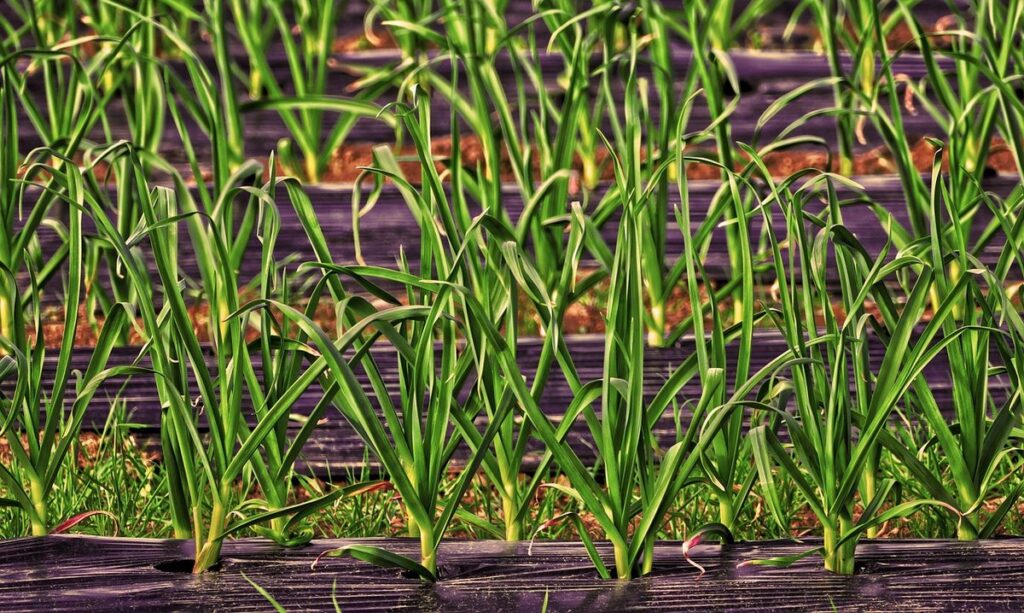 Vegetable mulch