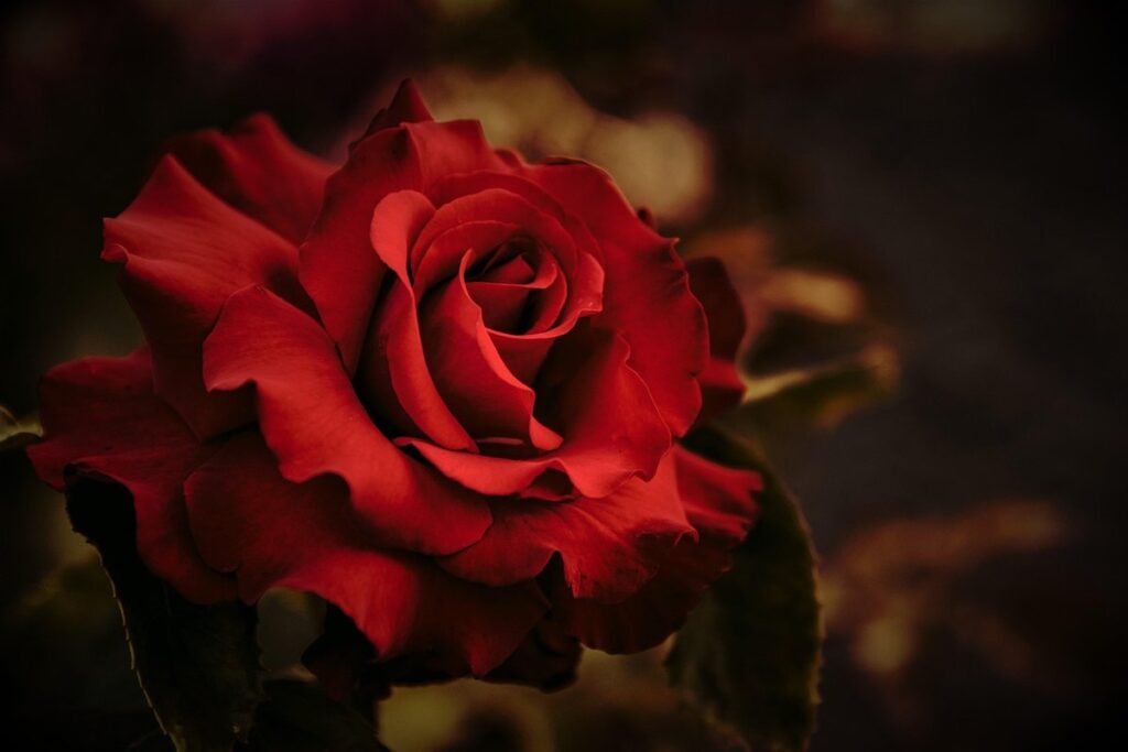velvety looking flowers in gardens