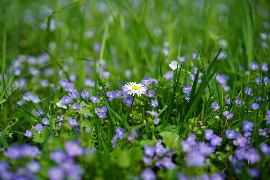 veronica plant