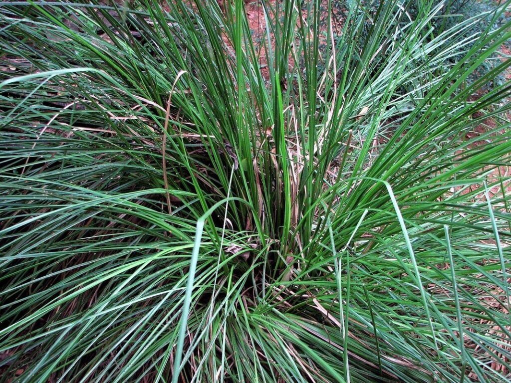 vetiver grass