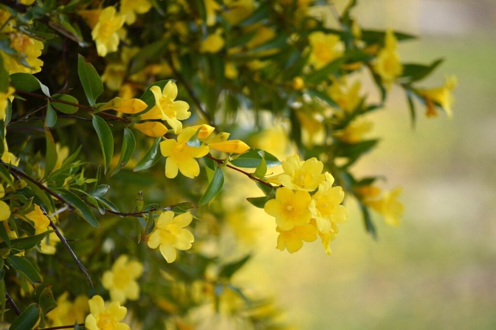 vine with yellow flowers