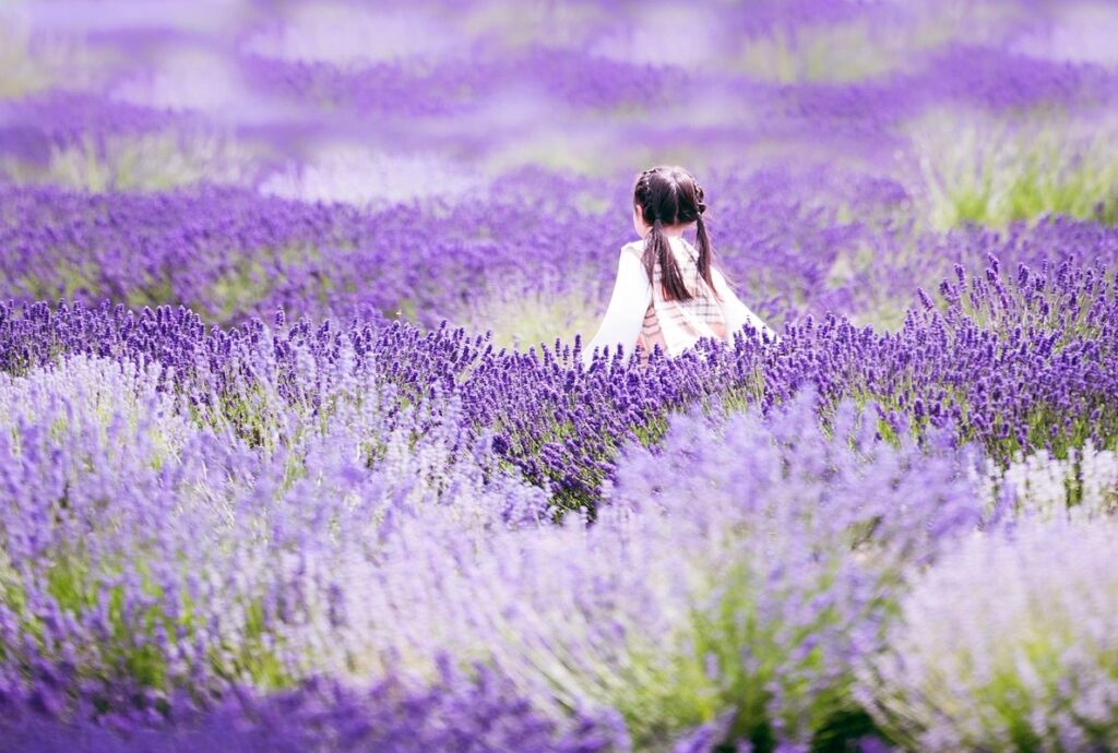 walking iris plant