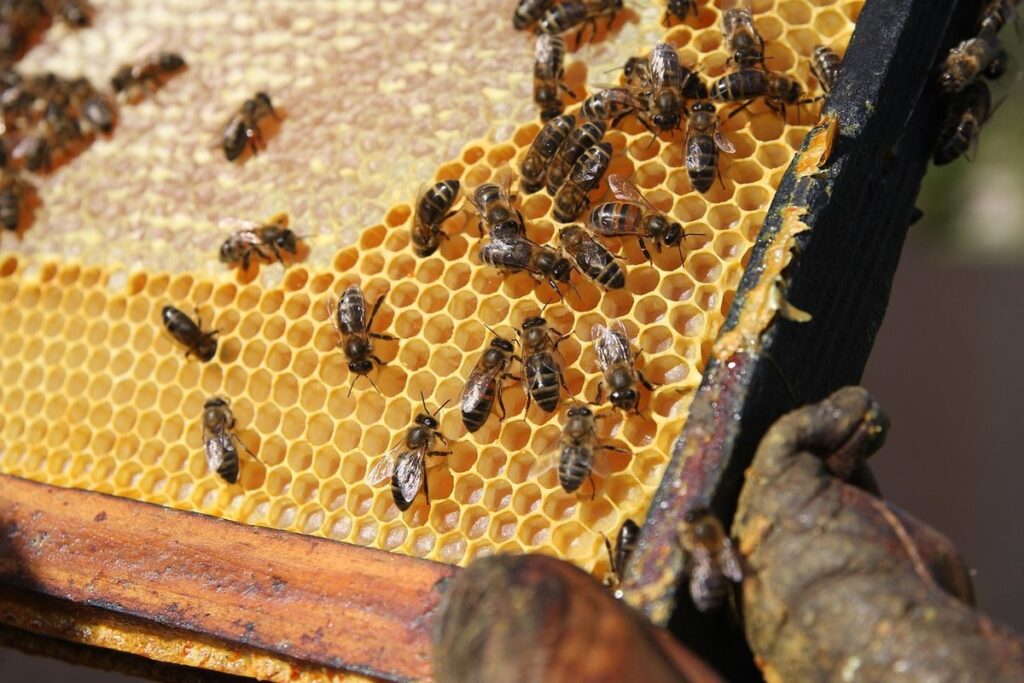 three types of queen cells in garden hives