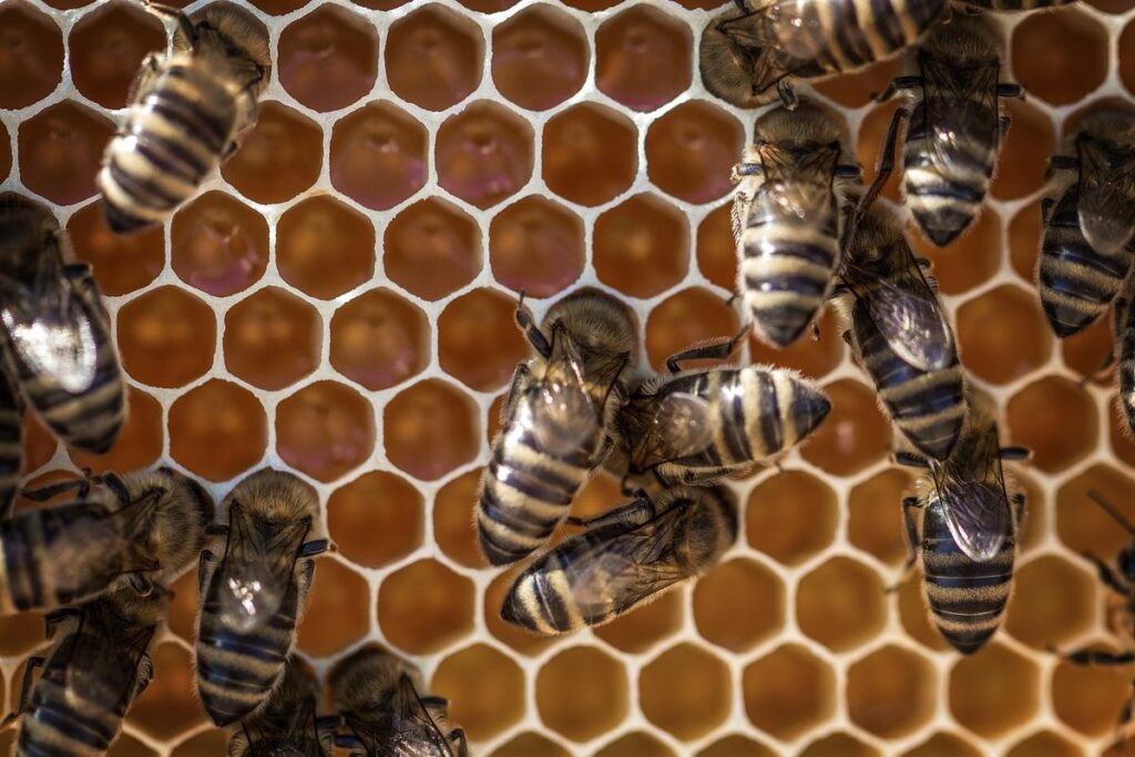 greater wax moth in beehives