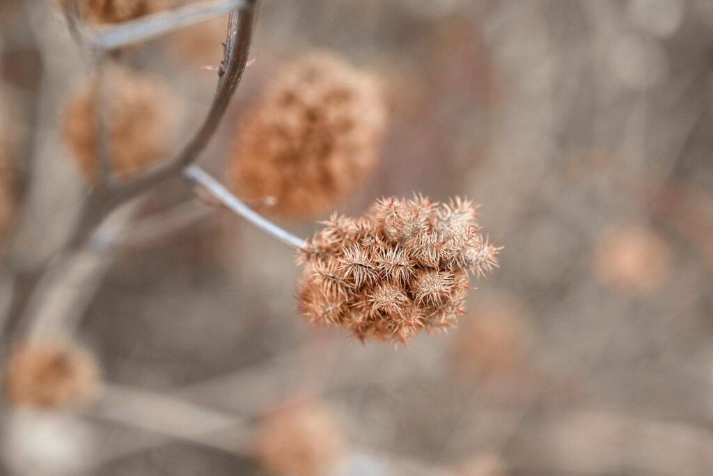 weeds of crops