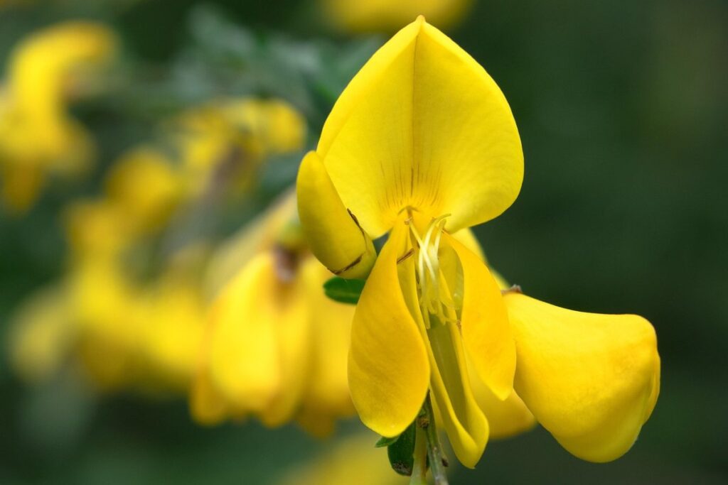 what is gorse
