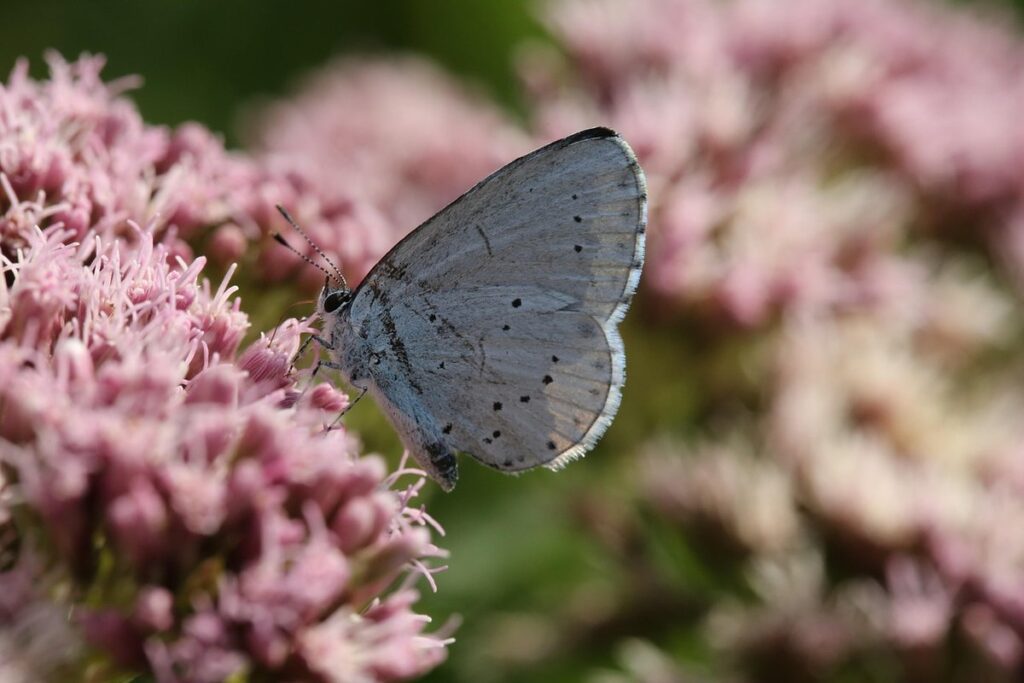 what is nectar