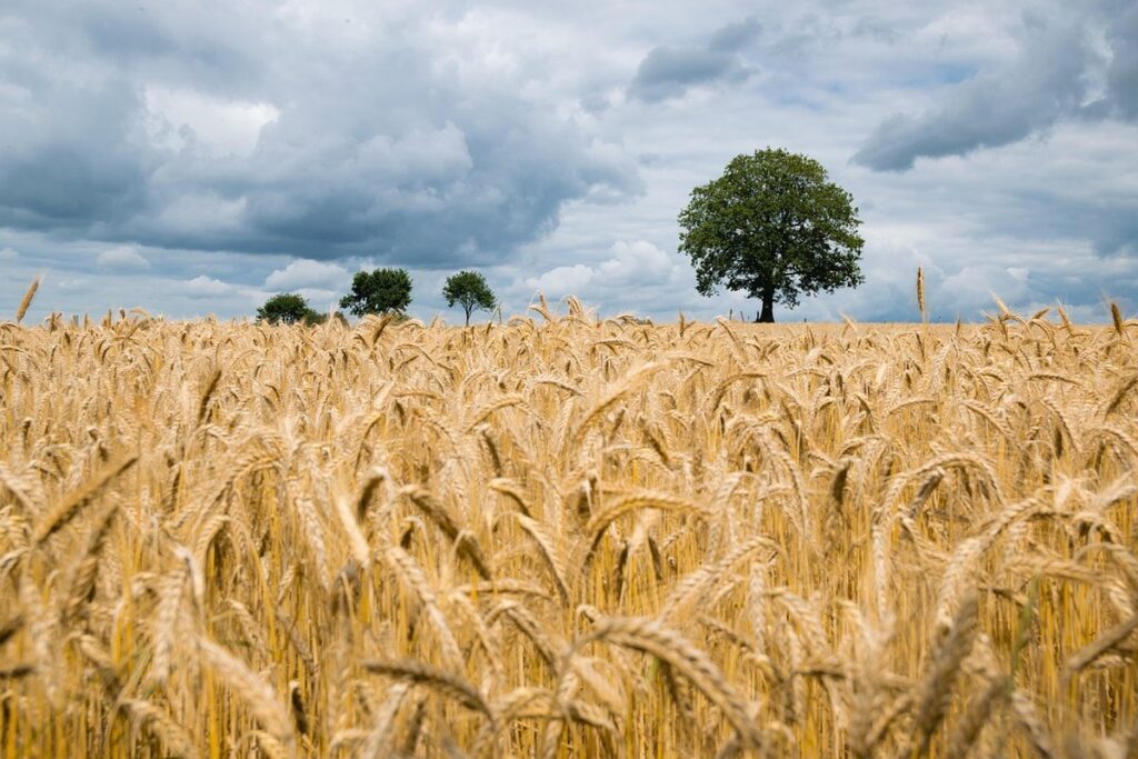 wheat cultivation