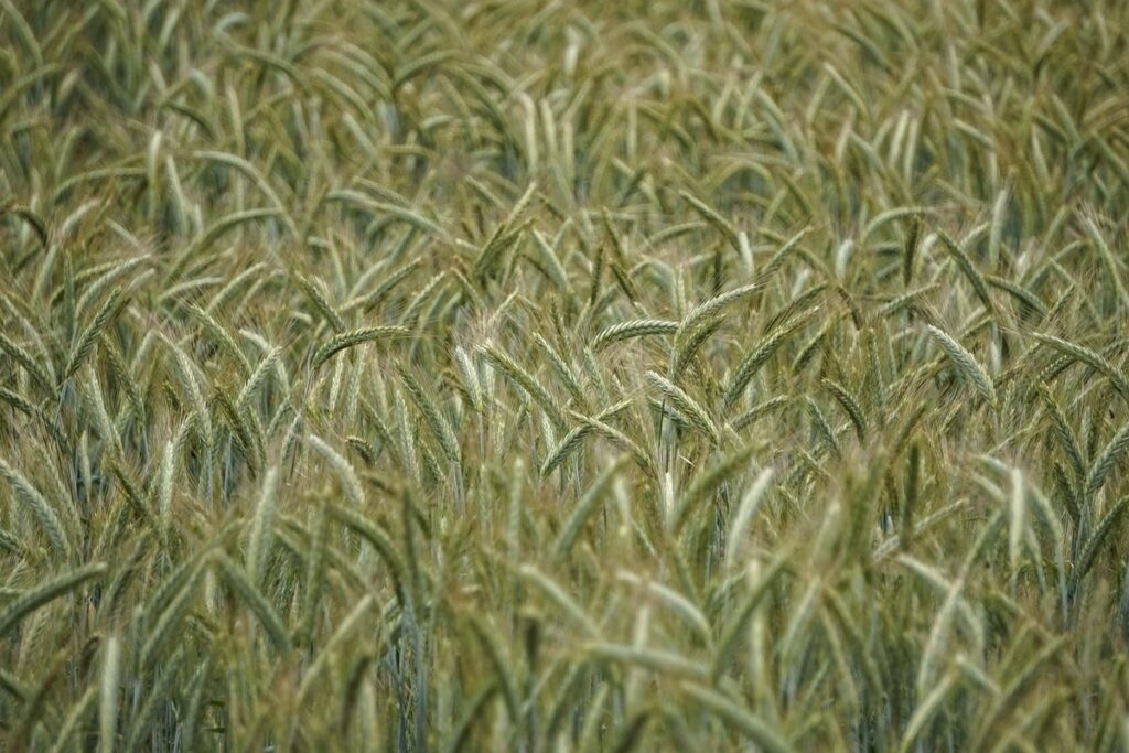 wheat triticale