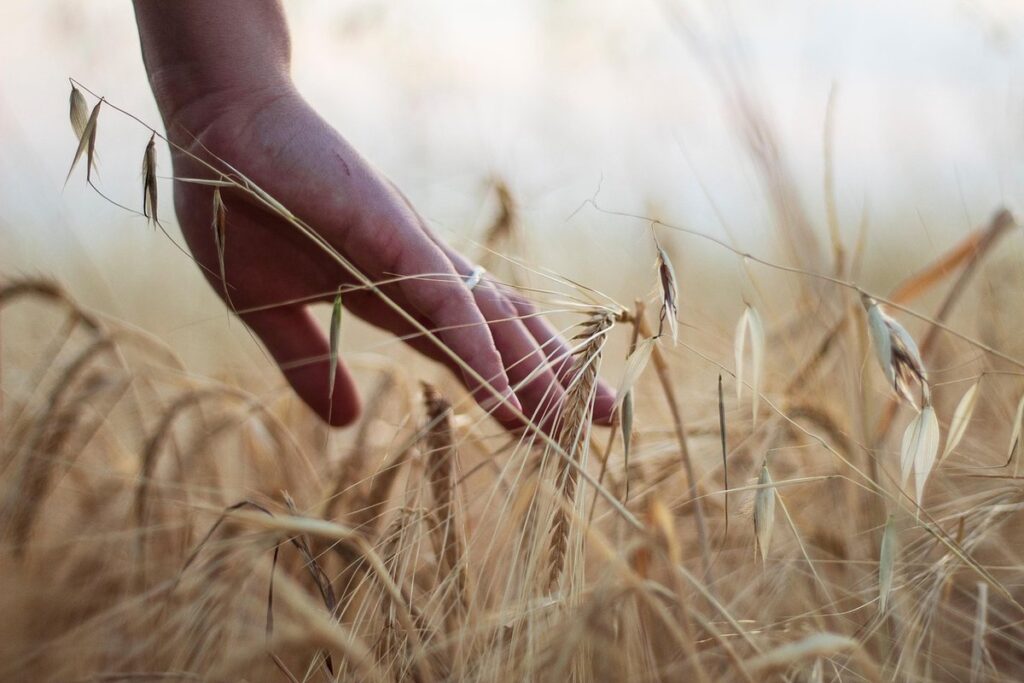 wheat and barley difference