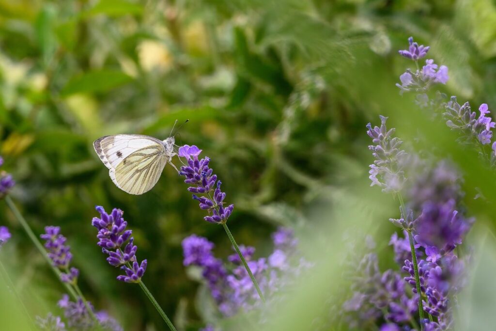 cabbage white butterfly invasive control