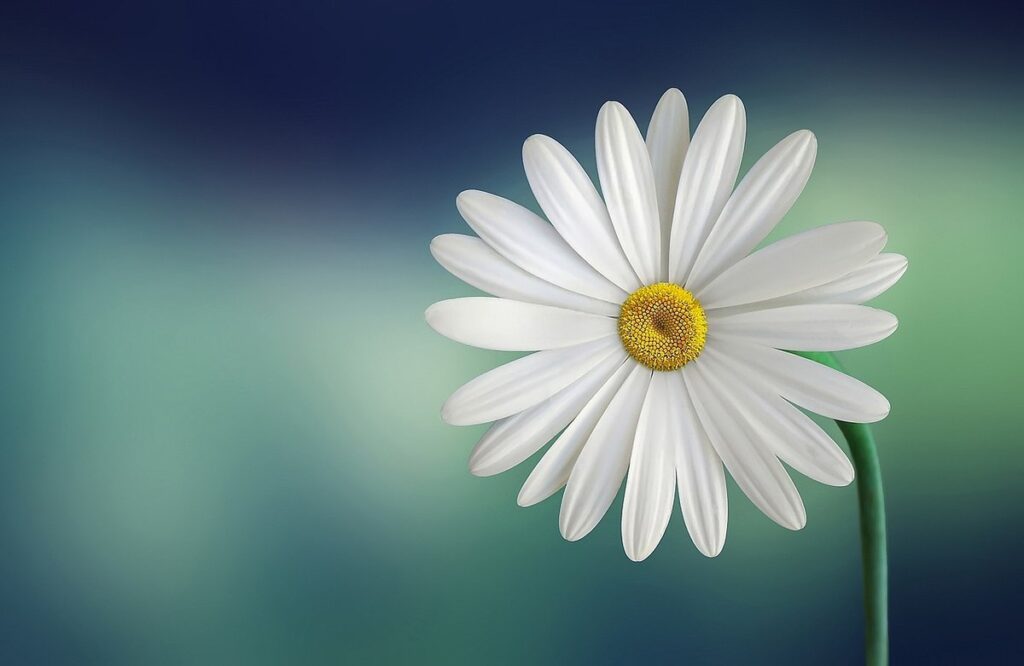 White flowered plants
