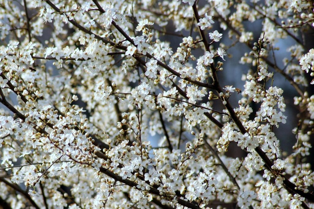 flowering bushes white