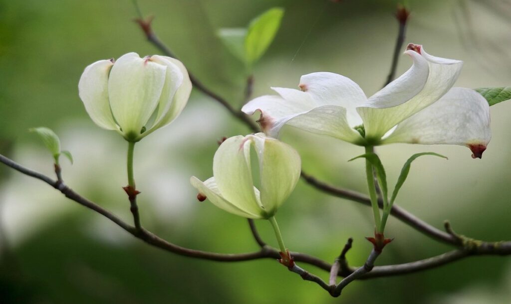 red osier dogwood planting