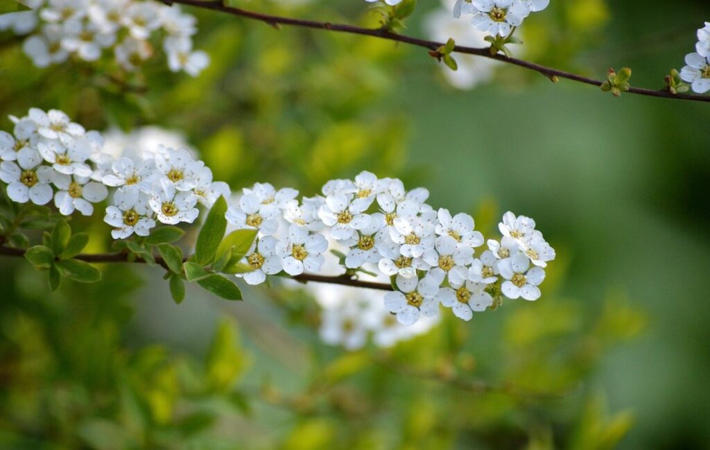 white flowering shrubs